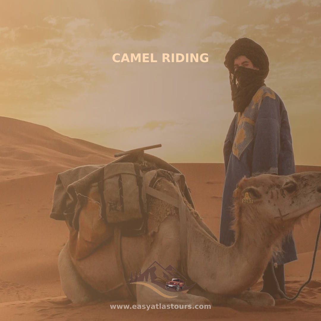 camel riding activity in morocco